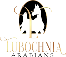 Lubochnia Arabians - logo