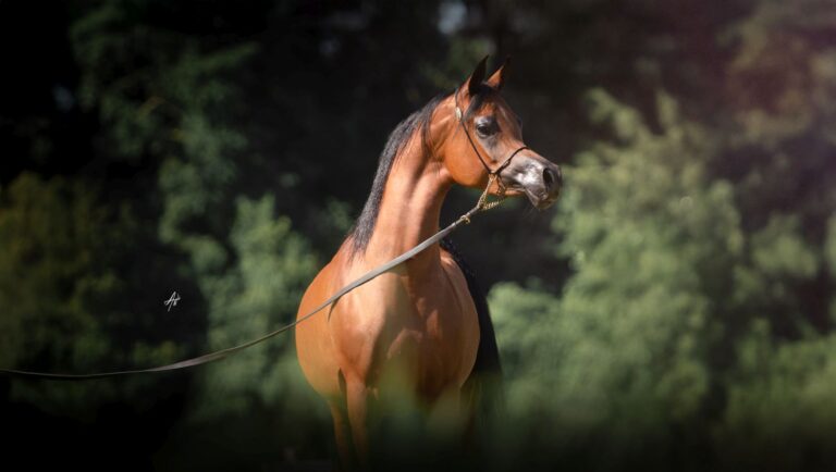 D Narjeseyyah - Lubochnia Arabians