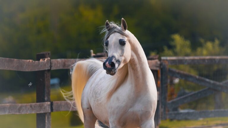 D Leen - Lubochnia Arabians