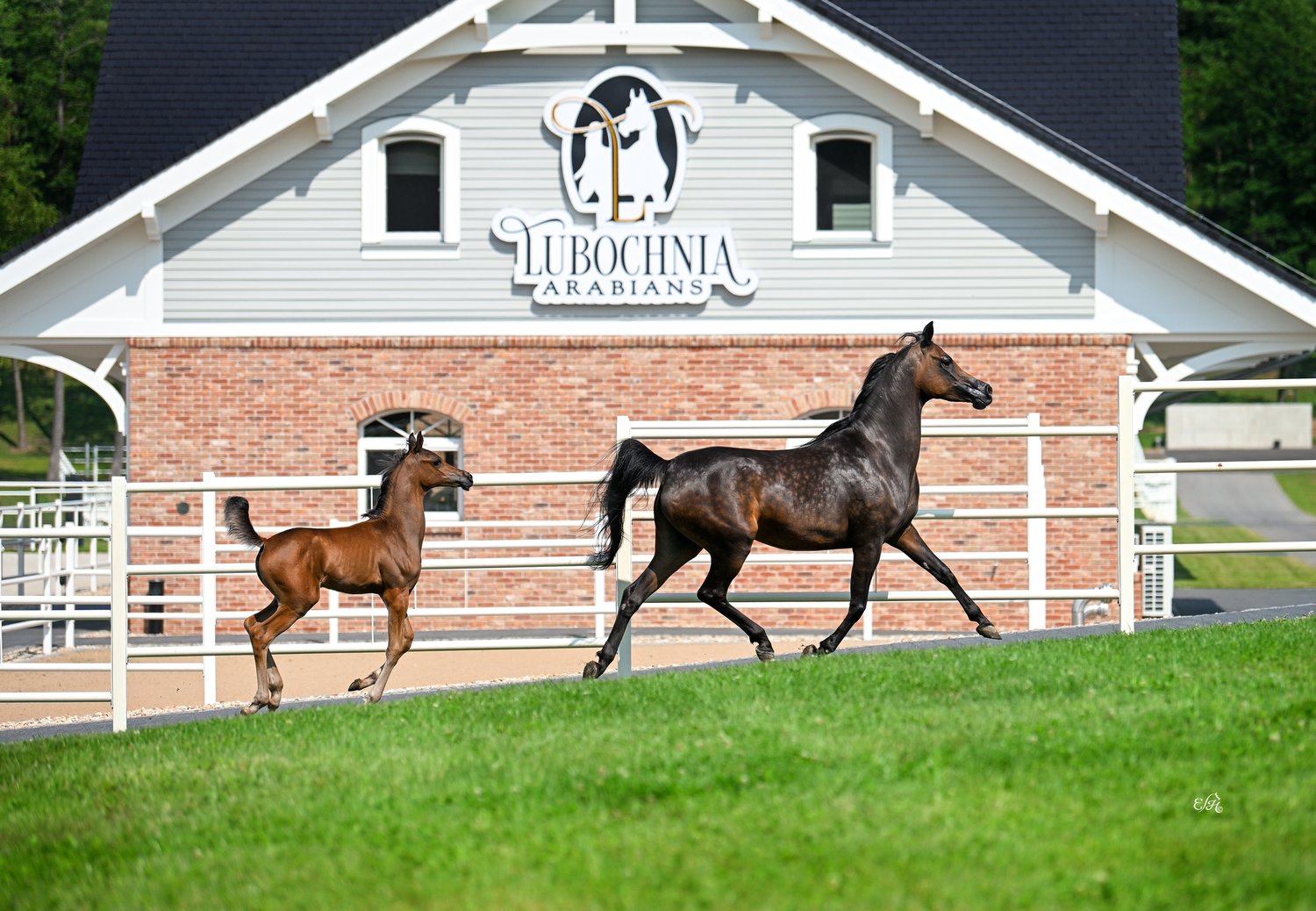 Washa (Kahil Al Shaqab - Wasa by WH Justice) with the filly by ES Harir