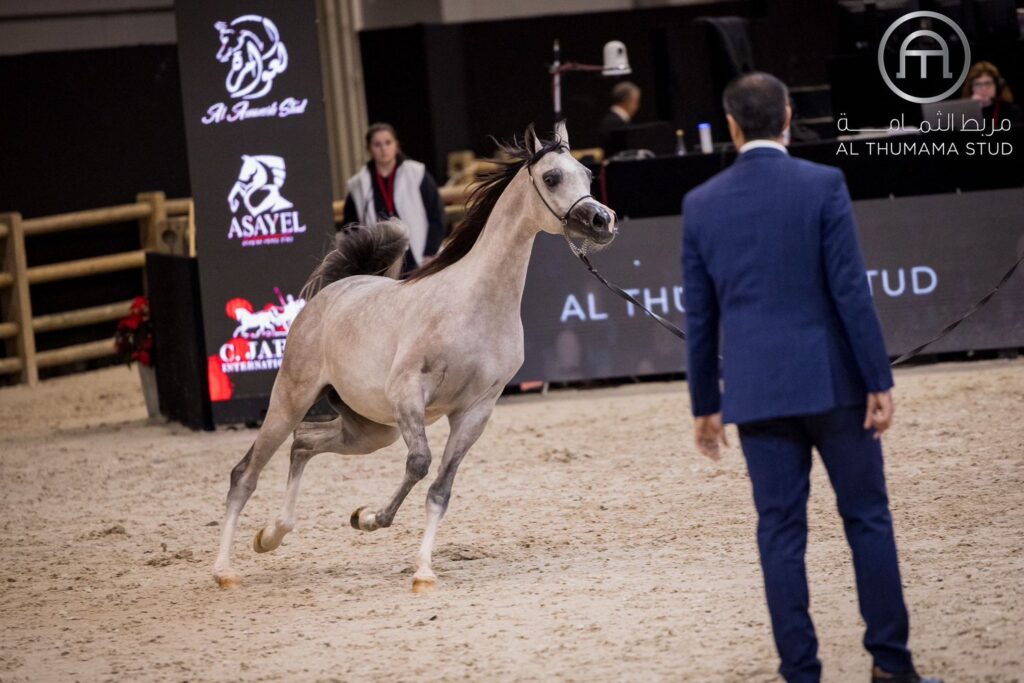 Sana OS, World Arabian Horse Championship Paris 2024, by Paola Drera