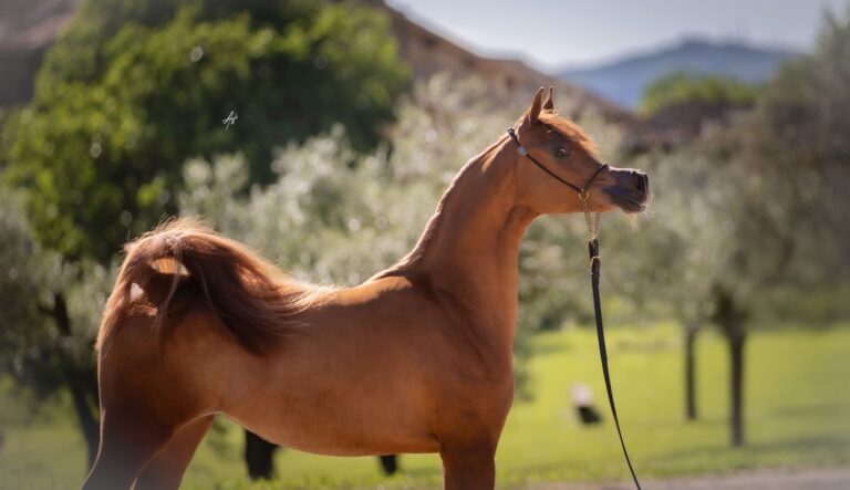 Jurasheema L - Lubochnia Arabians