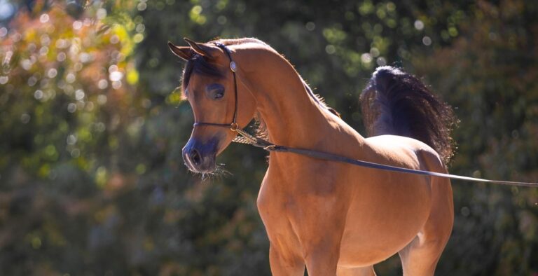 Dahlia L - Lubochnia Arabians